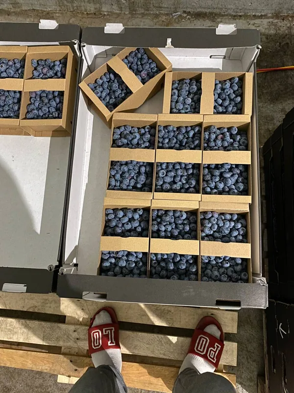 Boxy z borówkami przygotowane do wysyłki